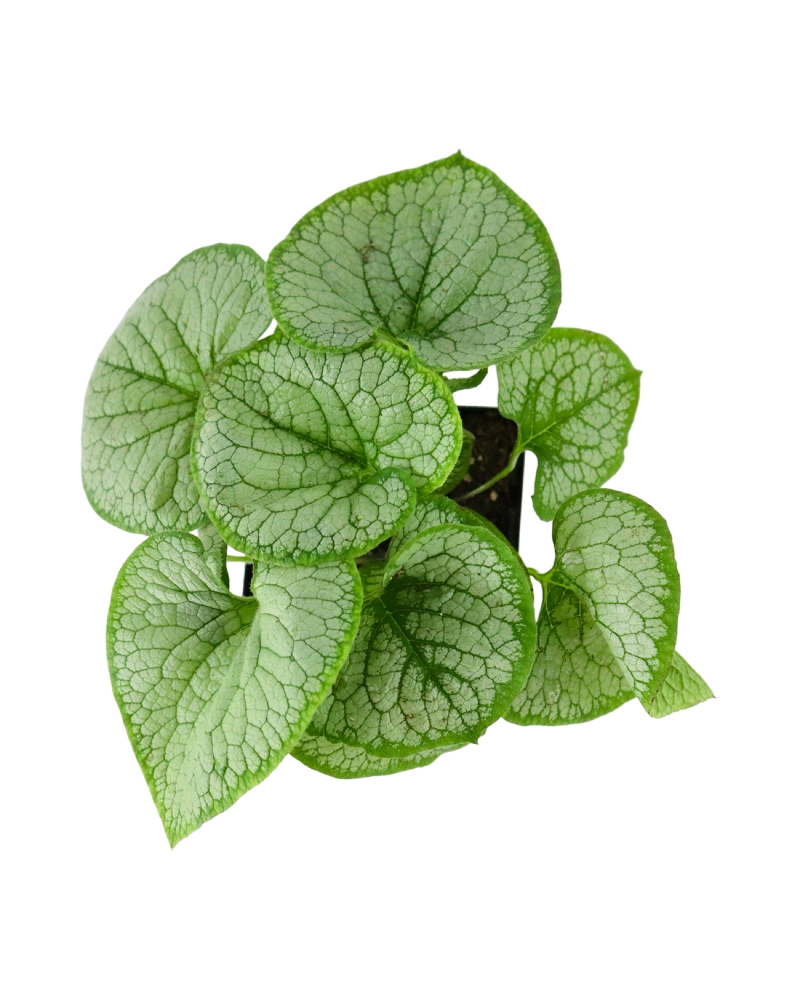 Brunnera macrophylla 'Silver Heart' - Perennials