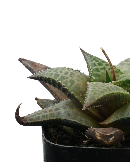 Haworthiopsis venosa tessellata