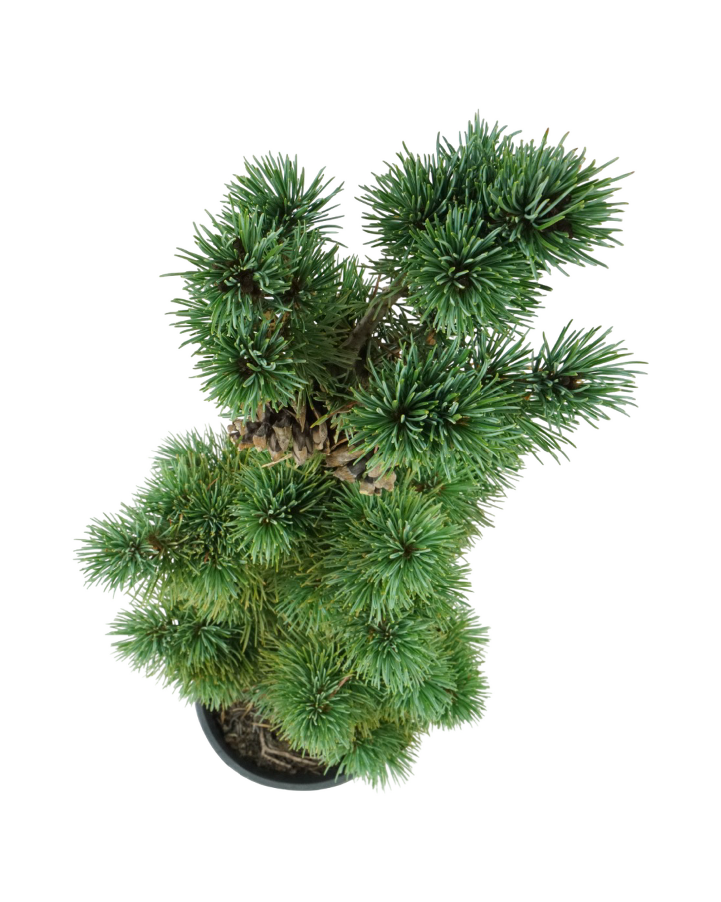 Pinus parviflora 'Aoi'