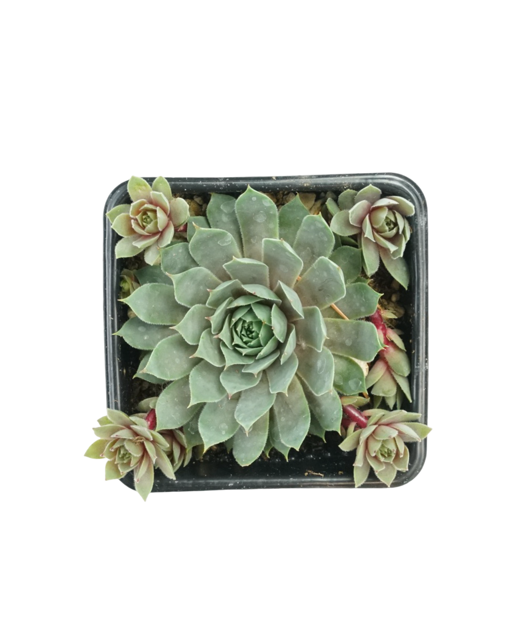Sempervivum 'Pacific Blue Ice' - Groundcovers