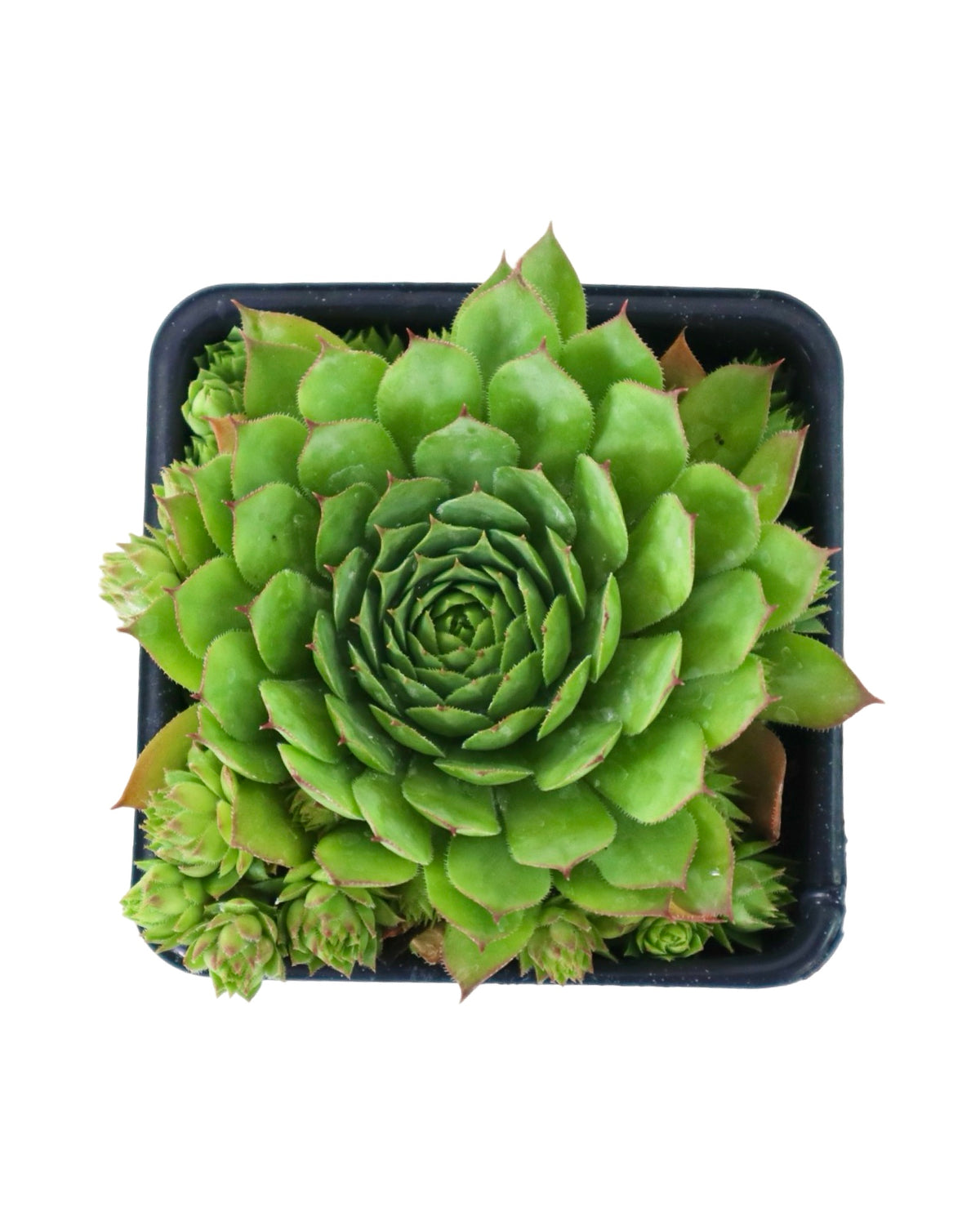 Sempervivum assorted - Groundcovers