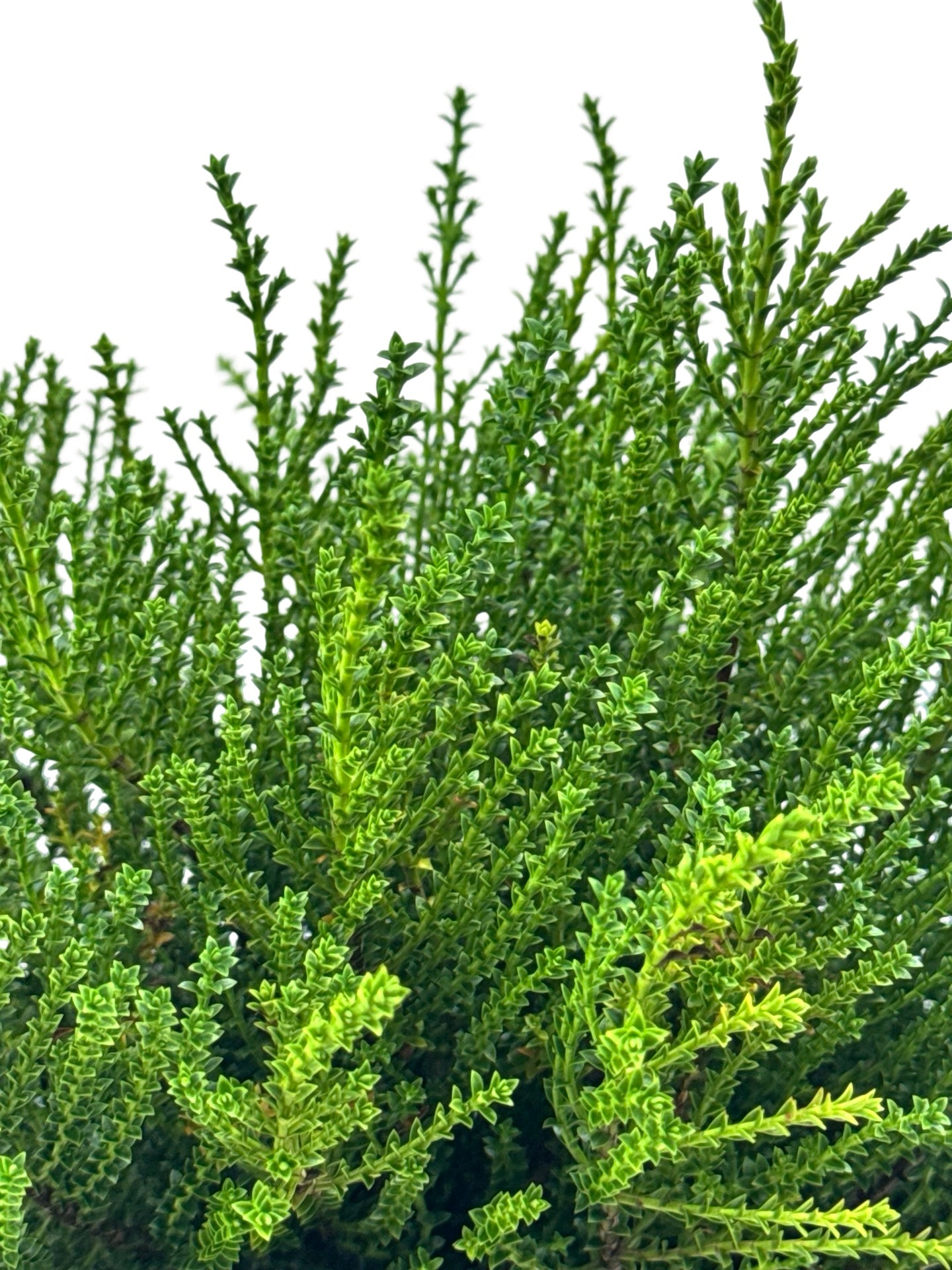 Hebe 'Karo Golden Esk' - Shrubs
