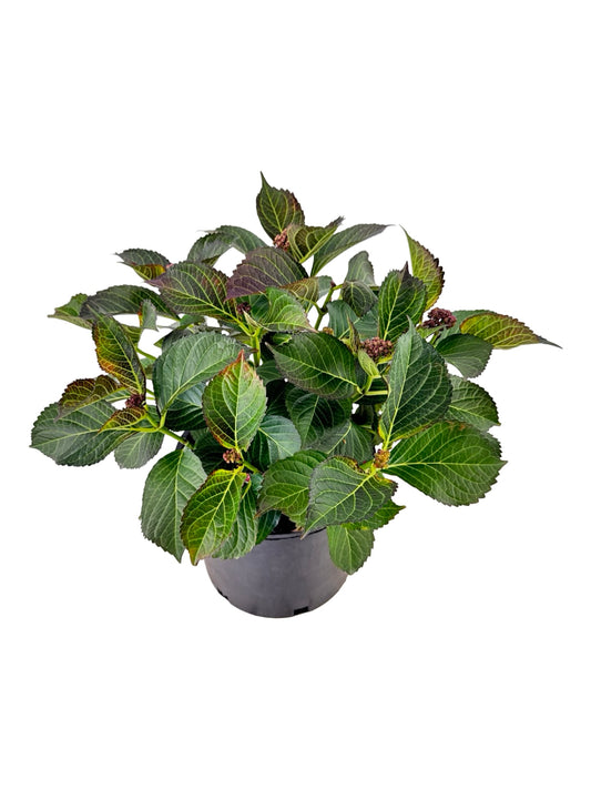 Hydrangea macrophylla Tuxedo® 'Black Tie' - Perennials