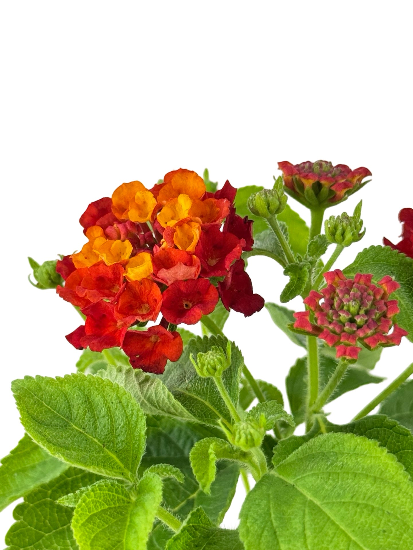 Lantana Hot Blooded® 'Red' - Annuals
