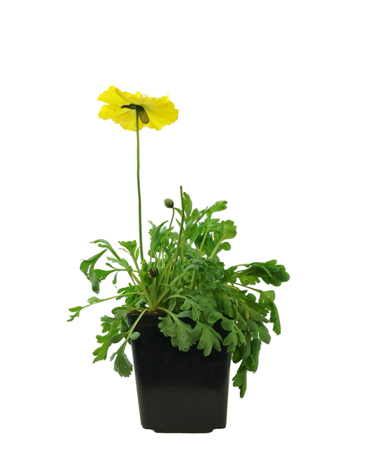 Papaver nudicaule 'Champagne Bubbles' Mix - Perennials