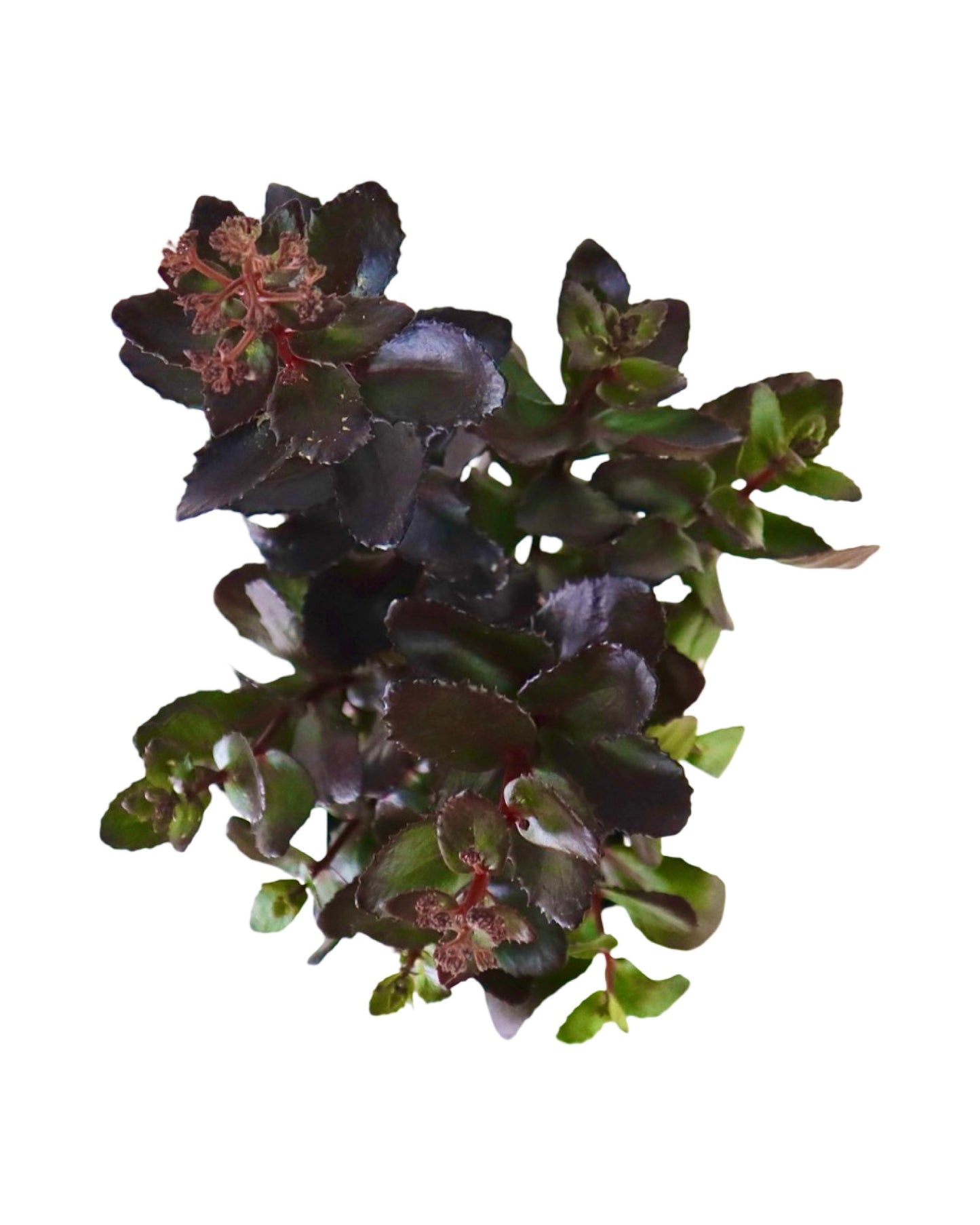 Sedum 'Candy Chocolate Drop' - Perennials