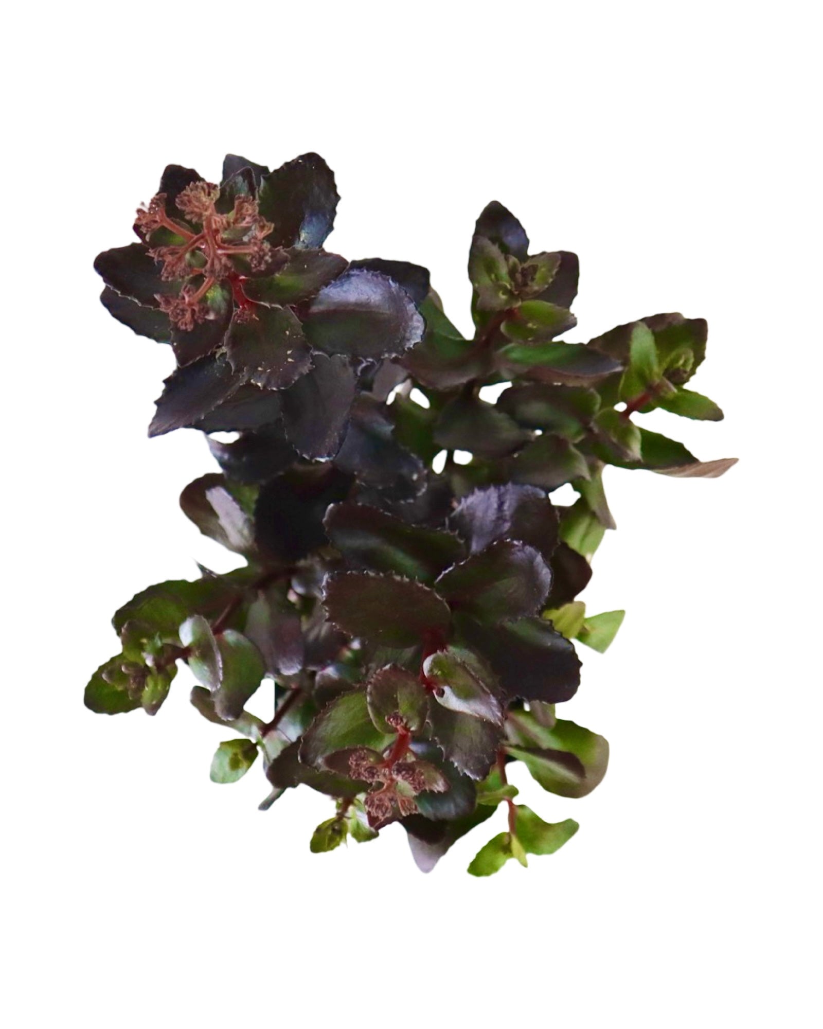 Sedum 'Candy Chocolate Drop' - Perennials