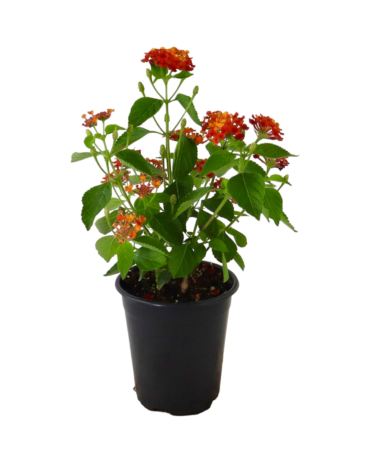 Lantana Bandolista™ 'Red Chili' - Annuals