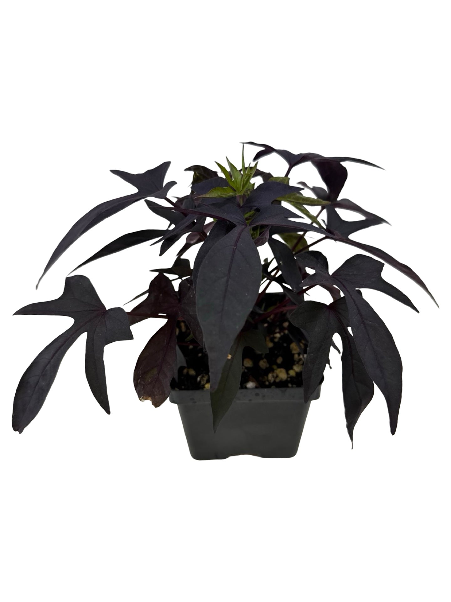 Ipomoea 'Bright Ideas Black' - Annuals