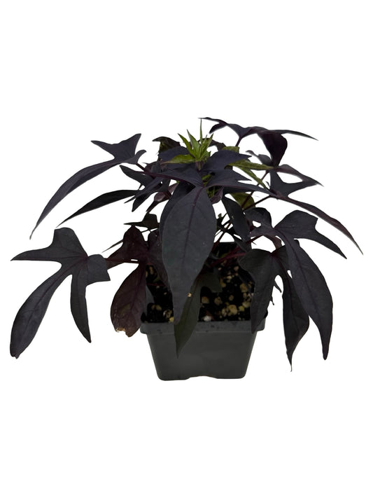 Ipomoea 'Bright Ideas Black' - Annuals