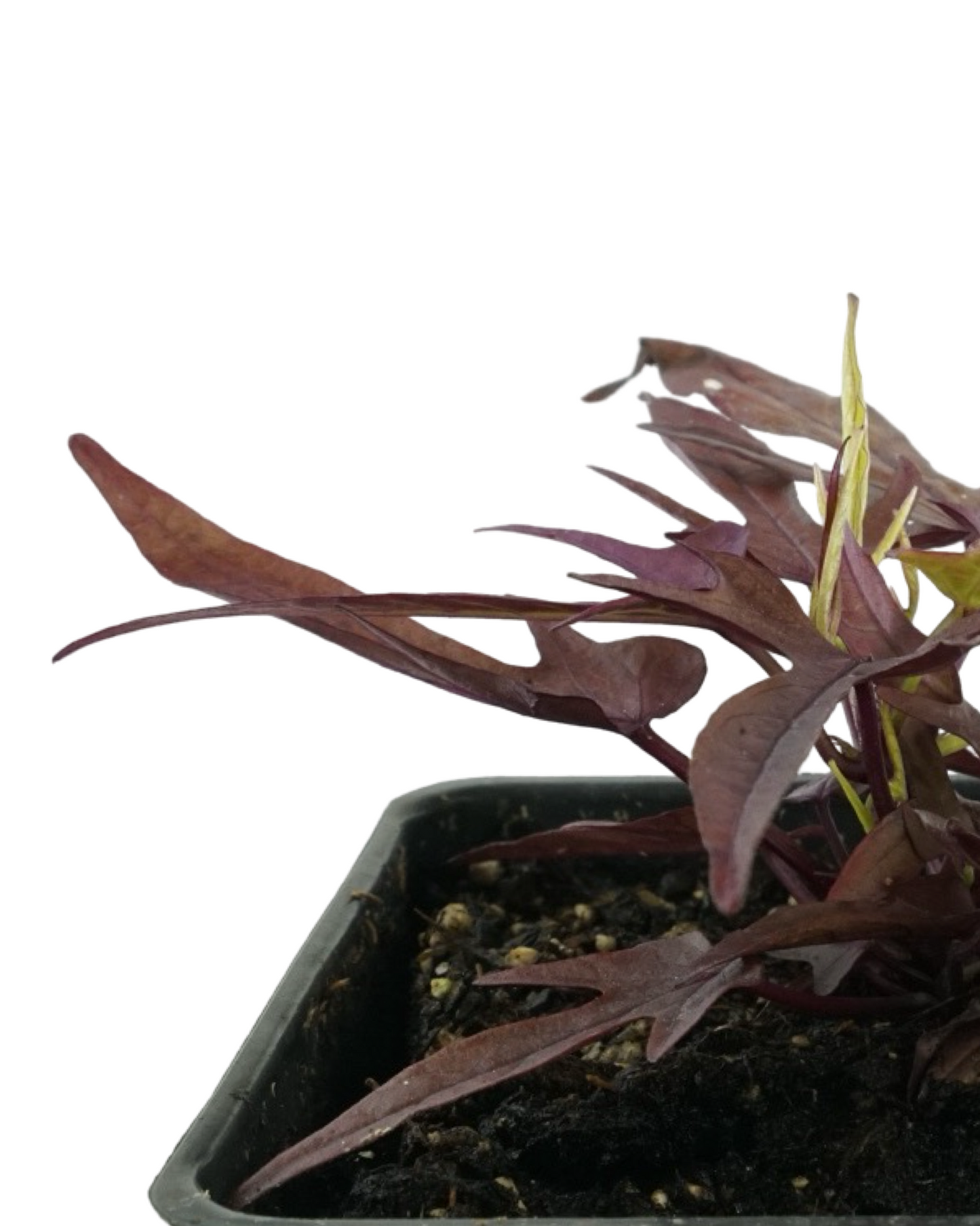 Ipomoea 'Spotlight Red'