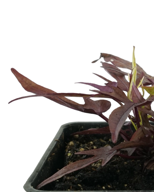 Ipomoea 'Spotlight Red'