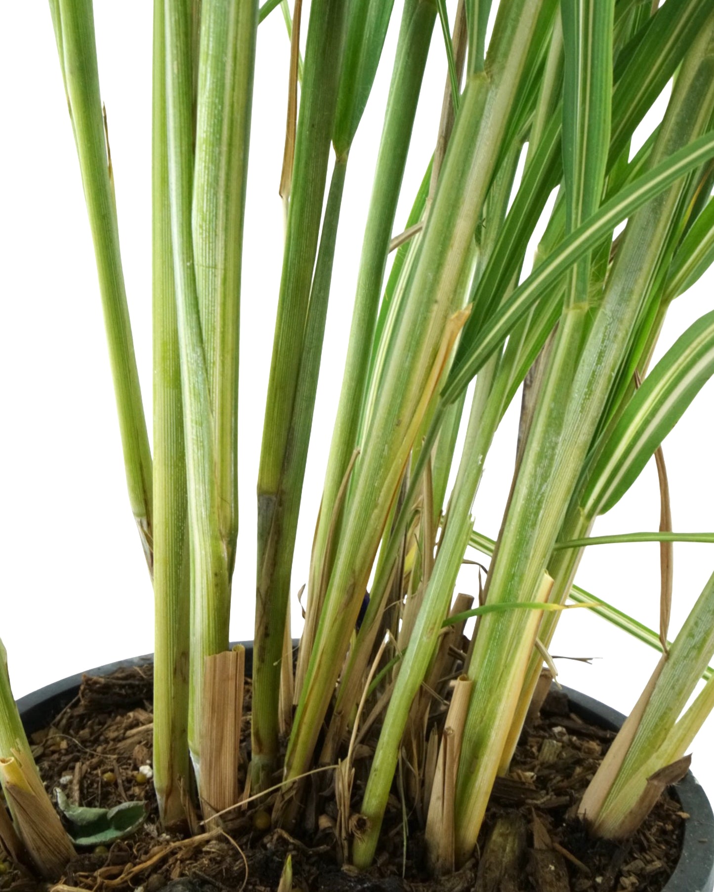 Miscanthus sinensis 'Cabaret' - Perennials