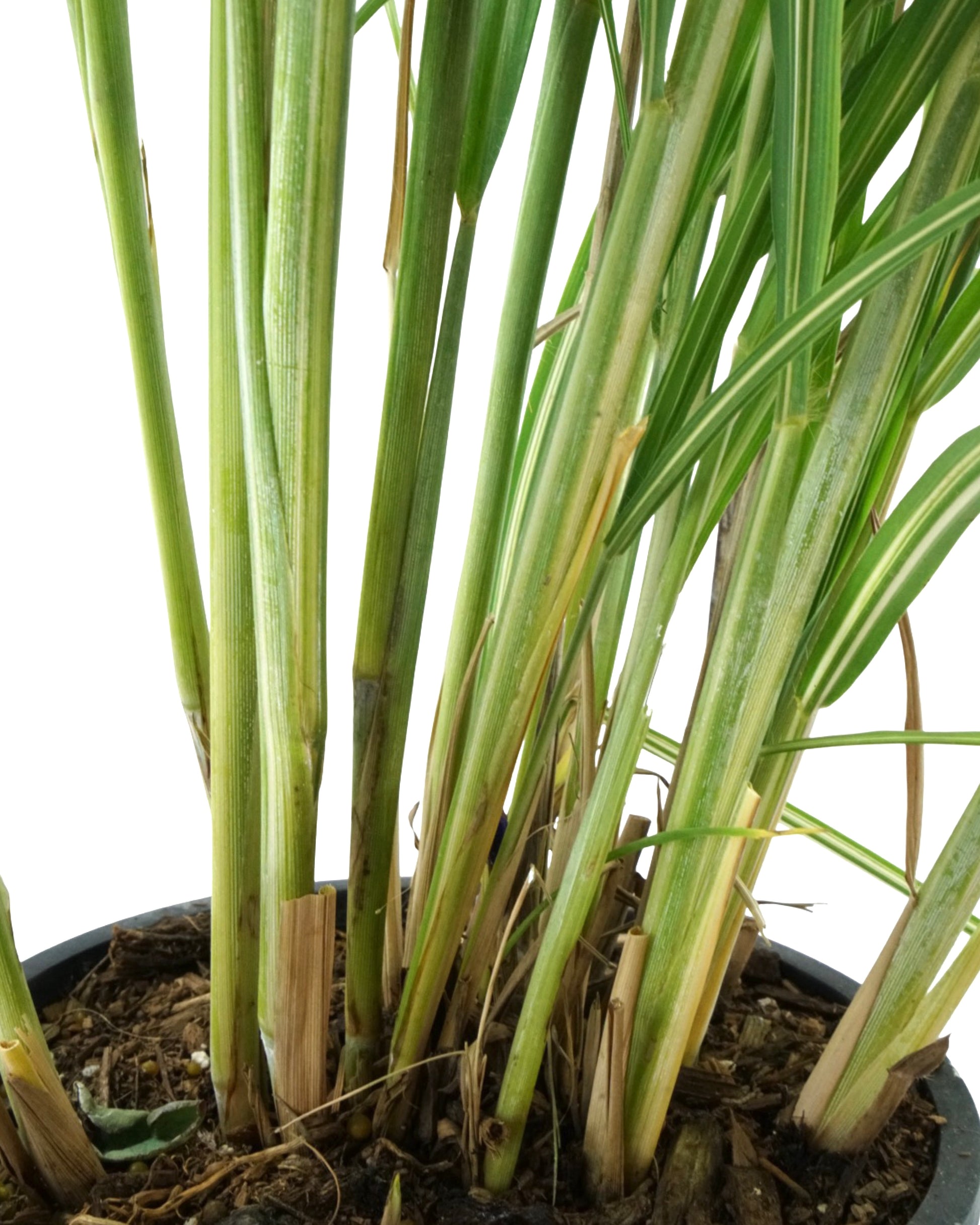 Miscanthus sinensis 'Cabaret' - Perennials