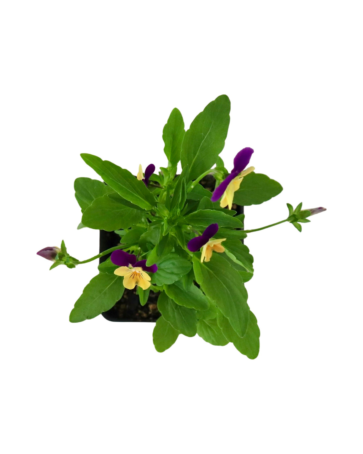 Viola - Seasonal Plant
