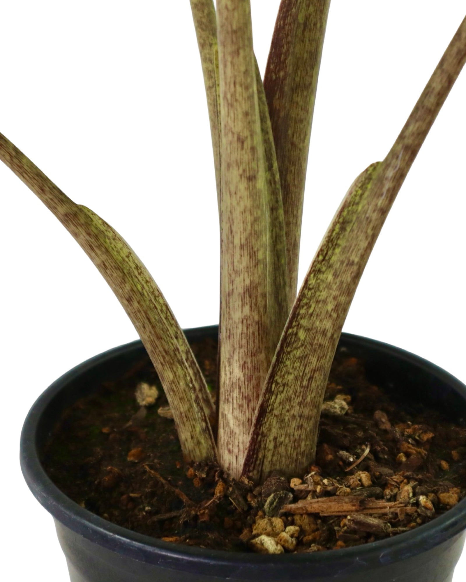 Alocasia 'Portora' - Tropical Plants