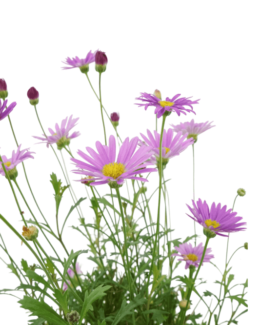 Brachyscome Fresco™ 'Purple' - The Garden Corner