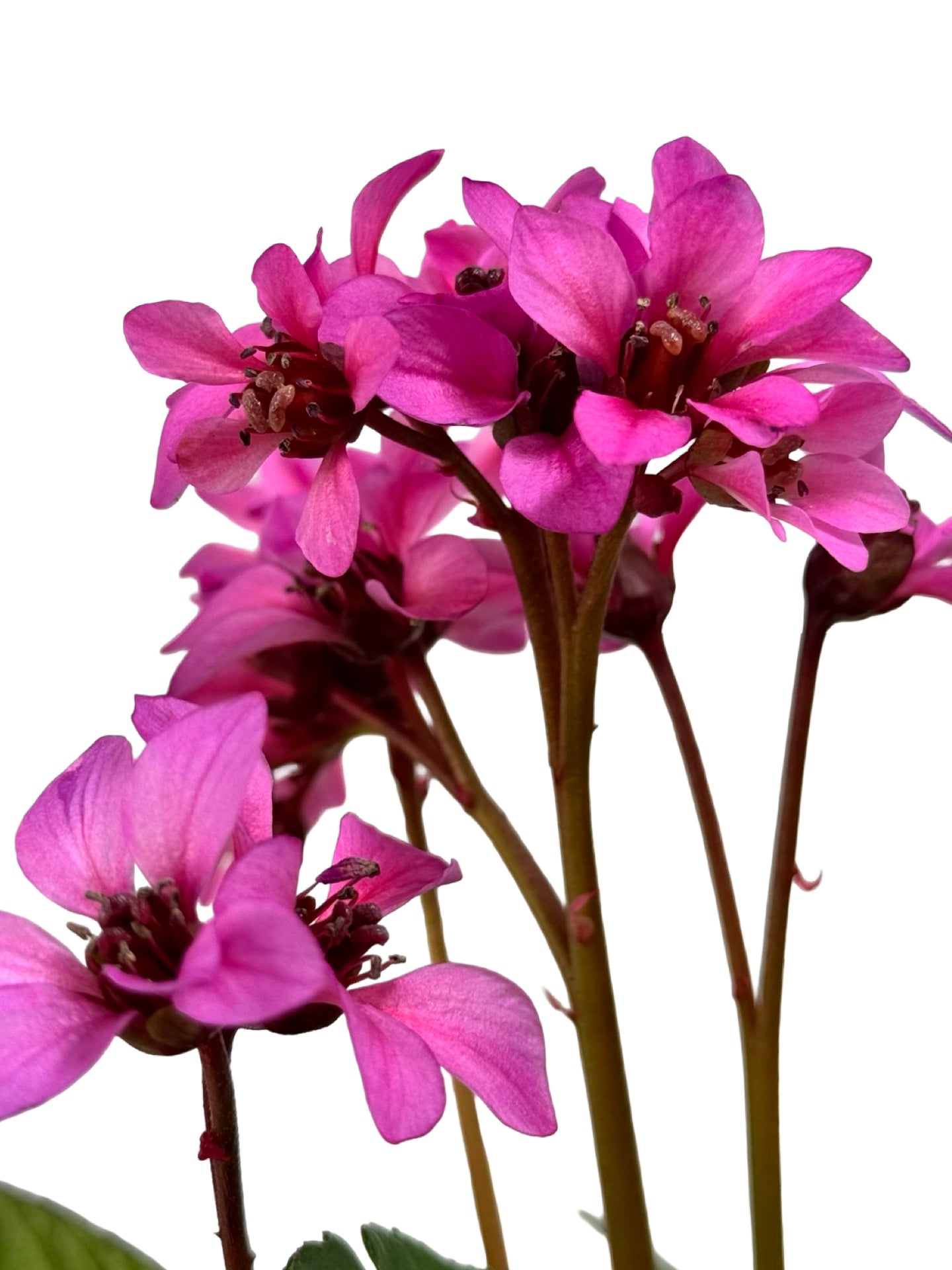 Bergenia Early Brilliance™ 'Magenta' - Perennials