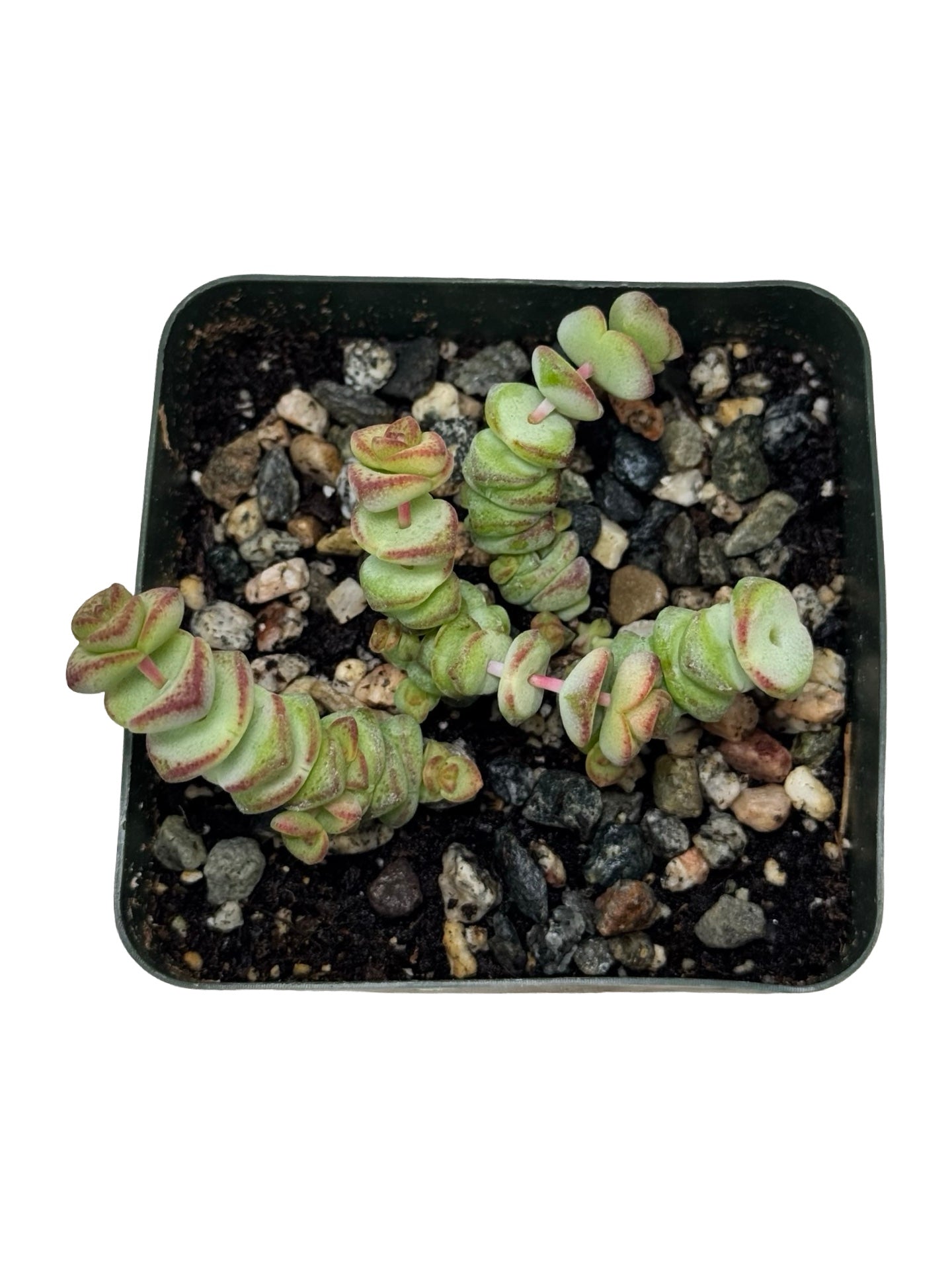 Crassula marnieriana - House Plants