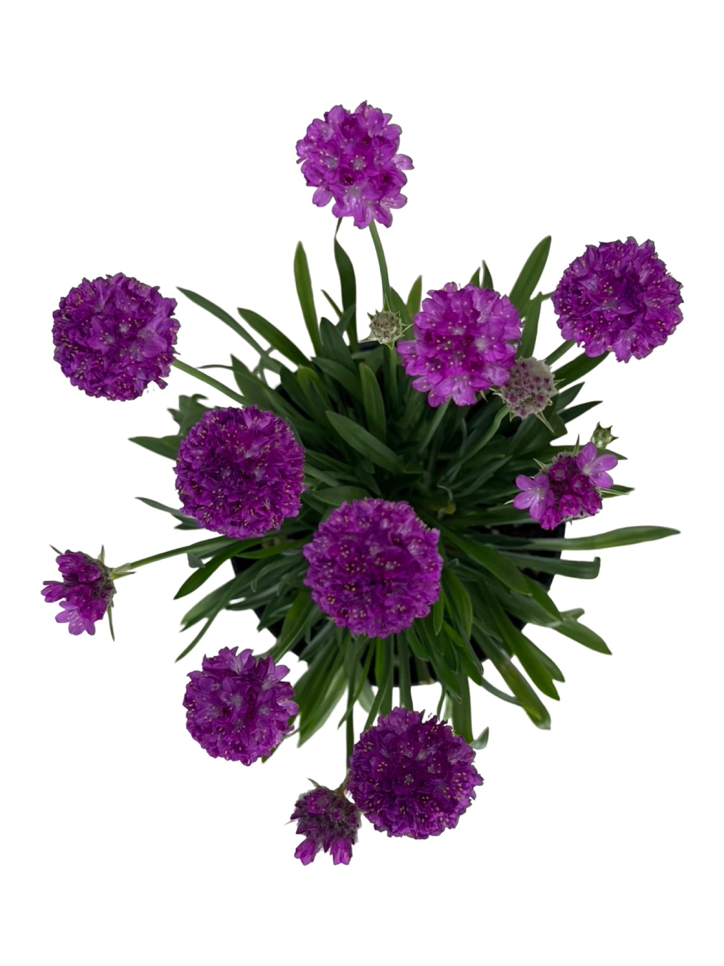 Armeria pseudarmeria 'Vivid Dreams' - Perennials