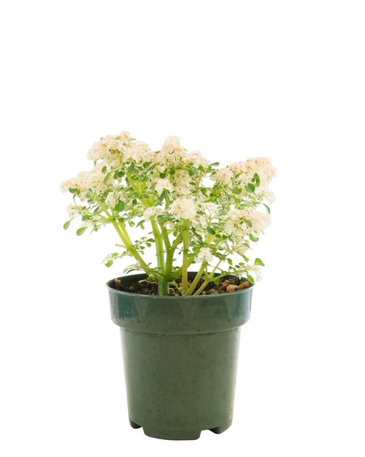 Pilea microphylla - House Plants