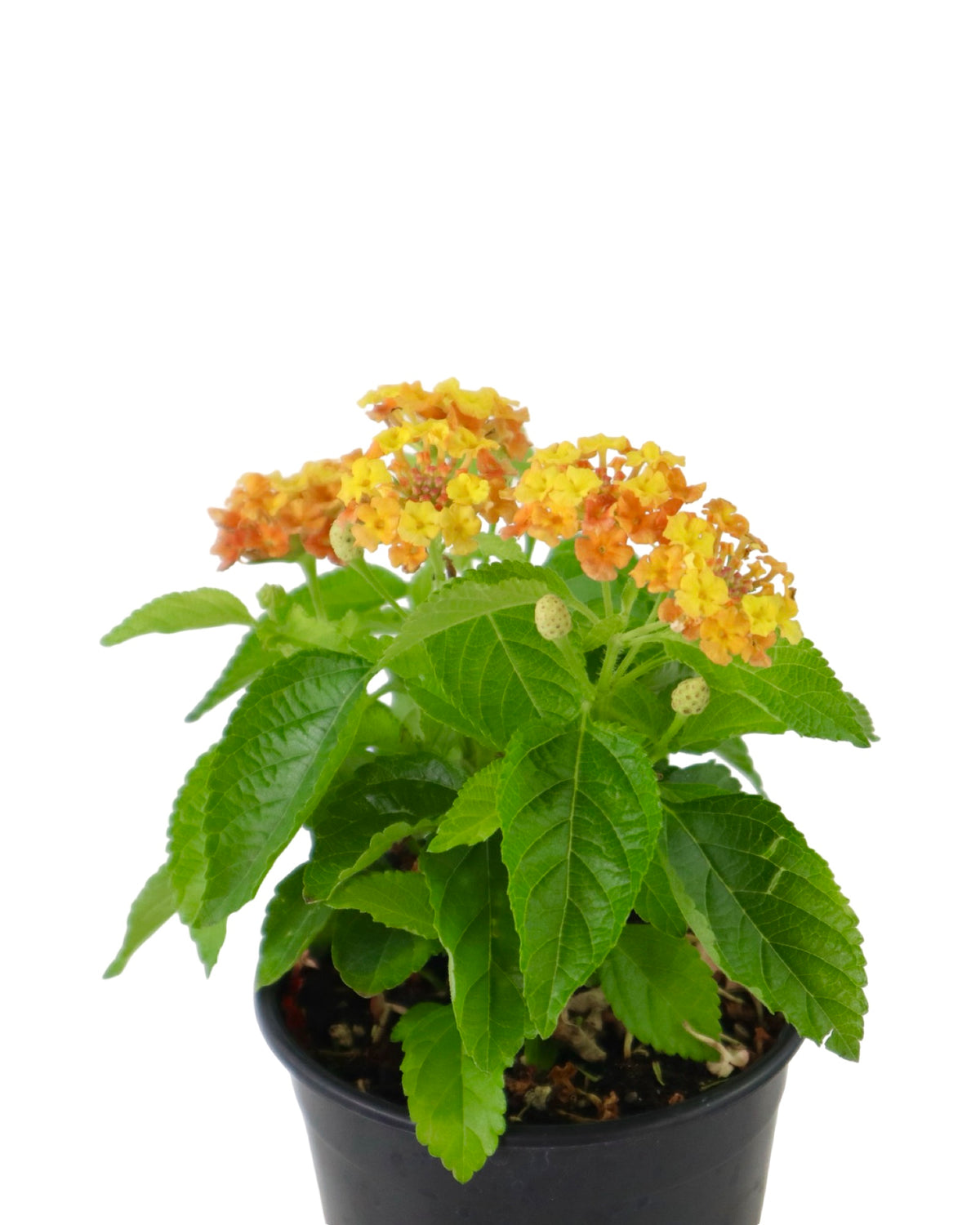 Lantana Bandolista™ 'Mango' - Annuals