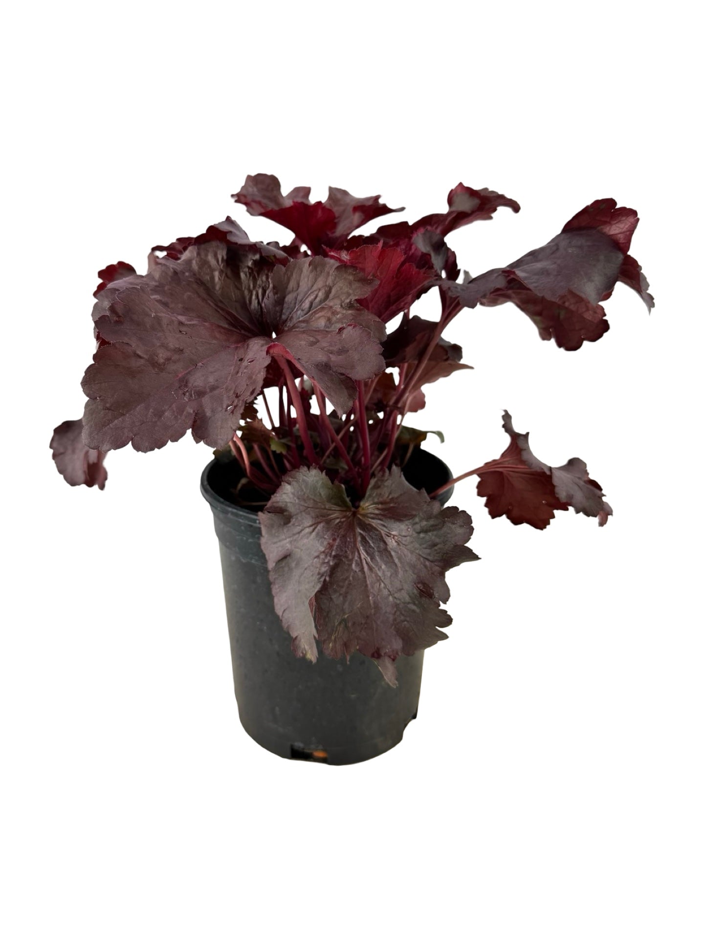 Heuchera 'Rosewood' - Perennials