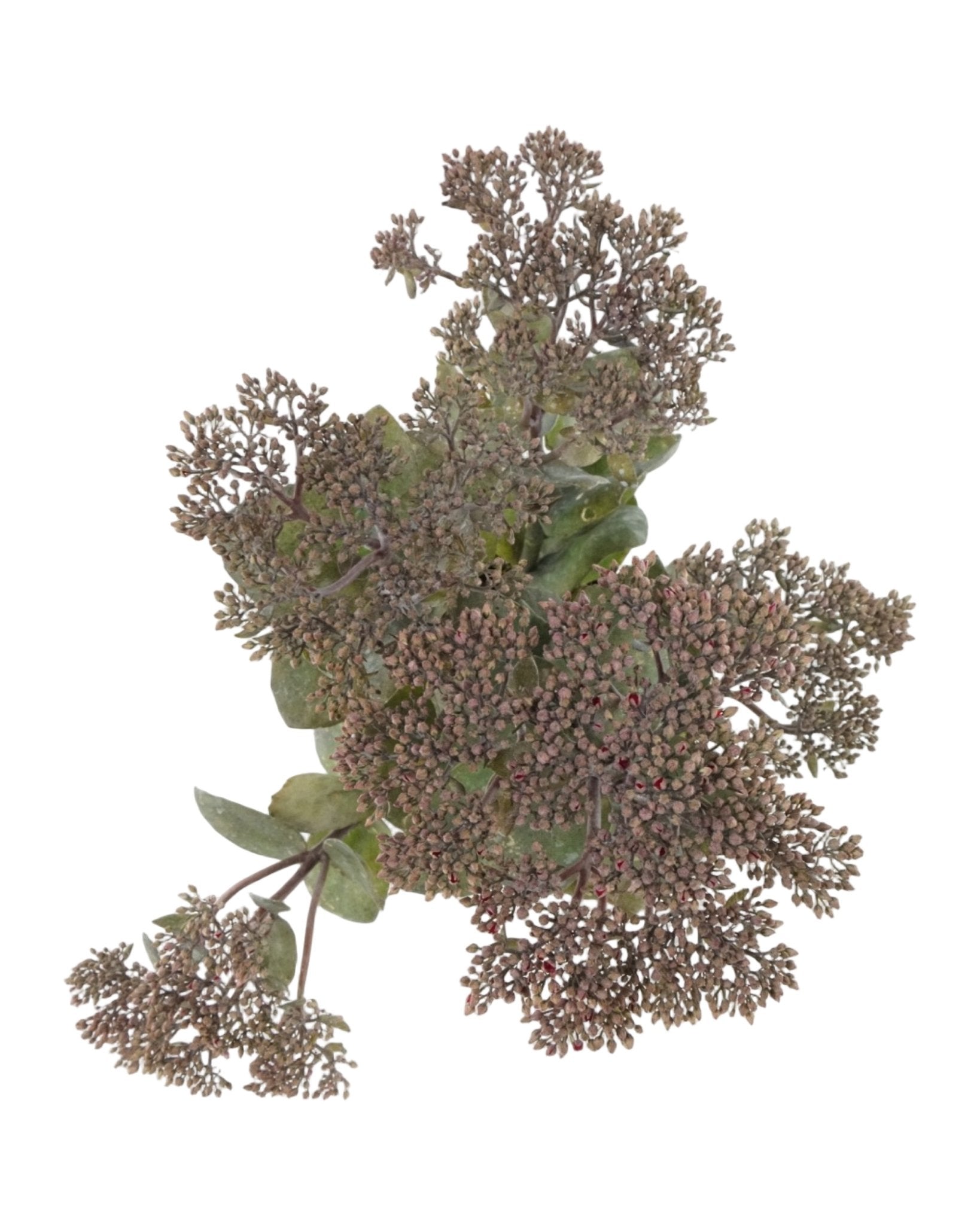 Sedum 'Thunderhead' - The Garden Corner