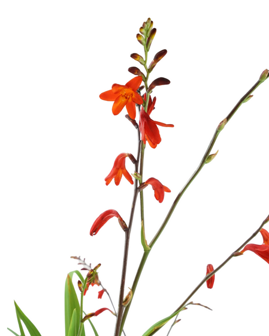 Crocosmia 'Fire King'