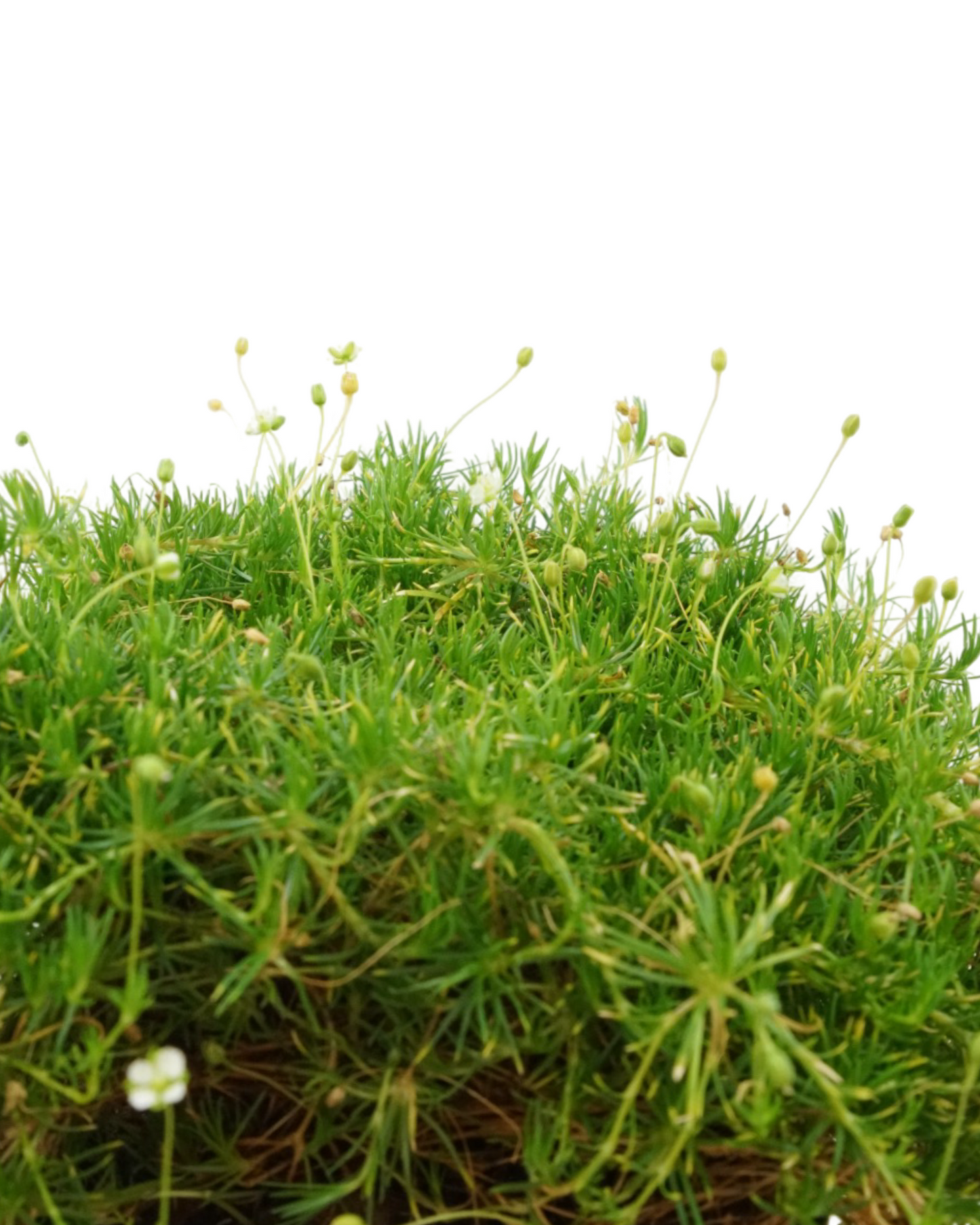 Sagina subulata