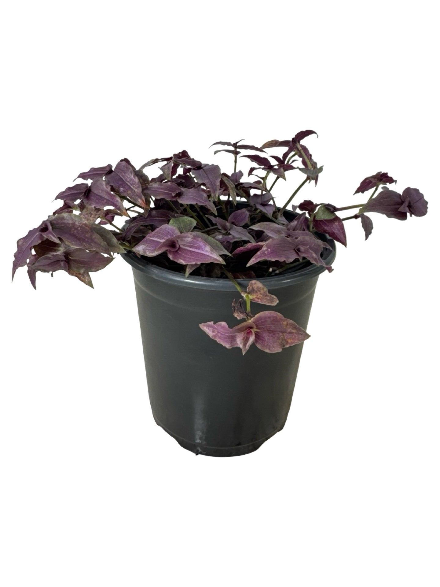 Gibasis geniculata - House Plants