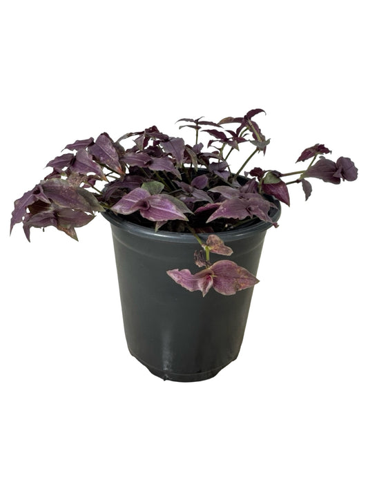 Gibasis geniculata - House Plants