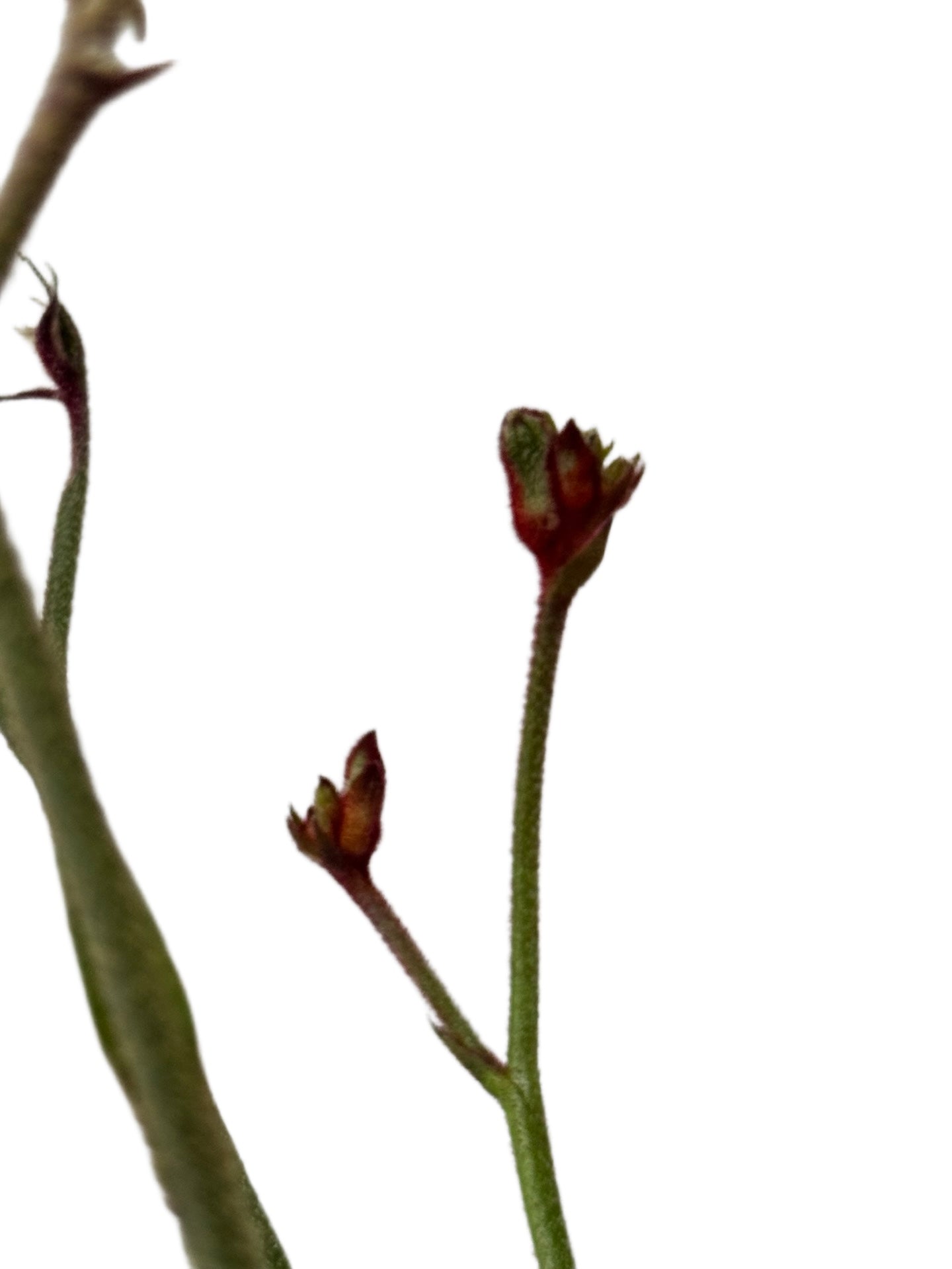 Anigozanthos 'Bush Ballad Red' - Perennials