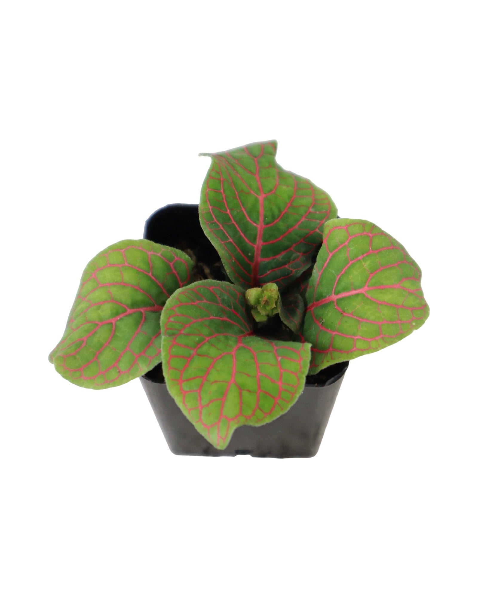 Fittonia albivensis - House Plants