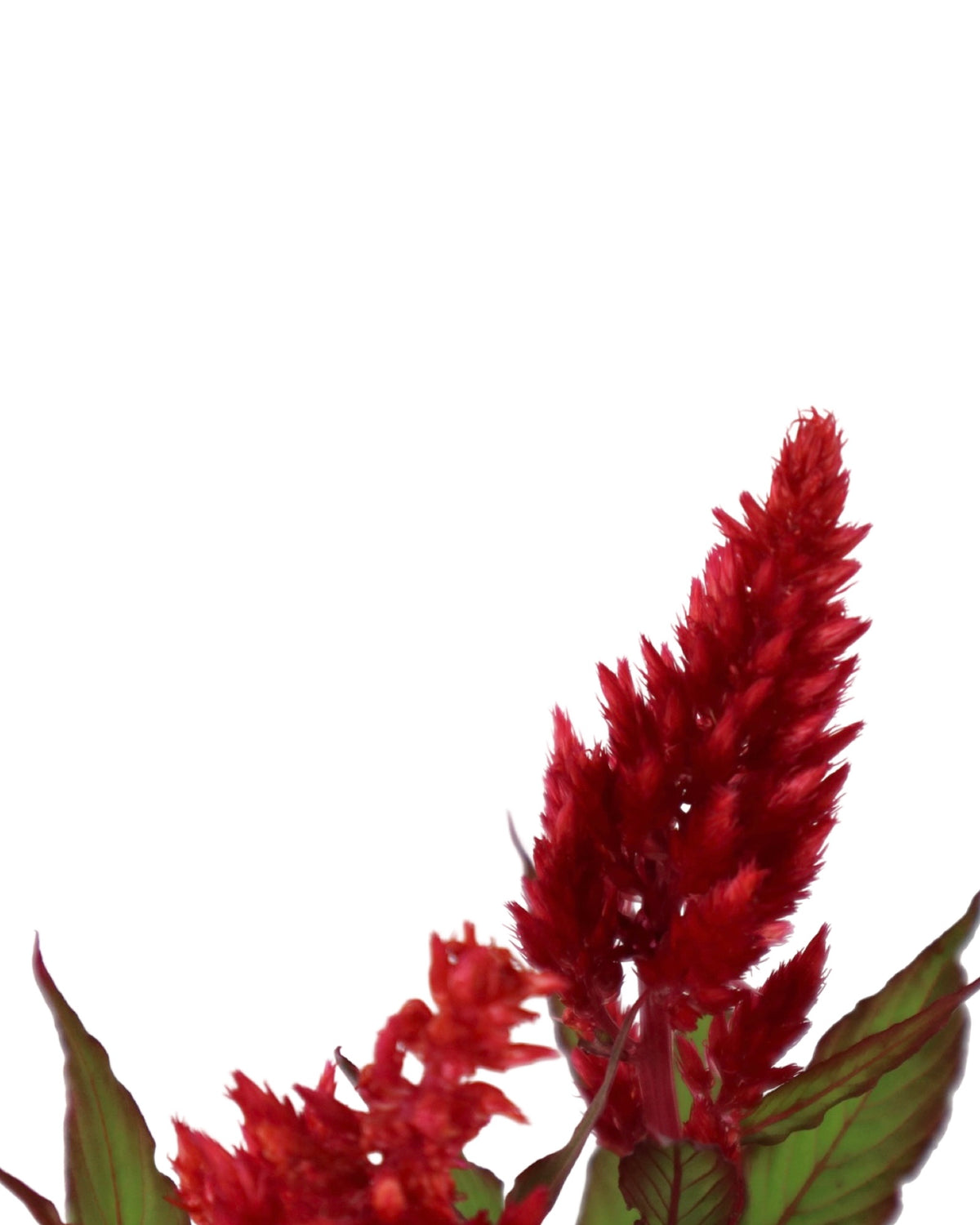 Celosia plumosa Bright Sparks™ Burgundy - Annuals