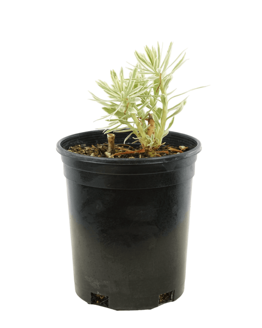 Euphorbia 'Tasmanian Tiger' - The Garden Corner