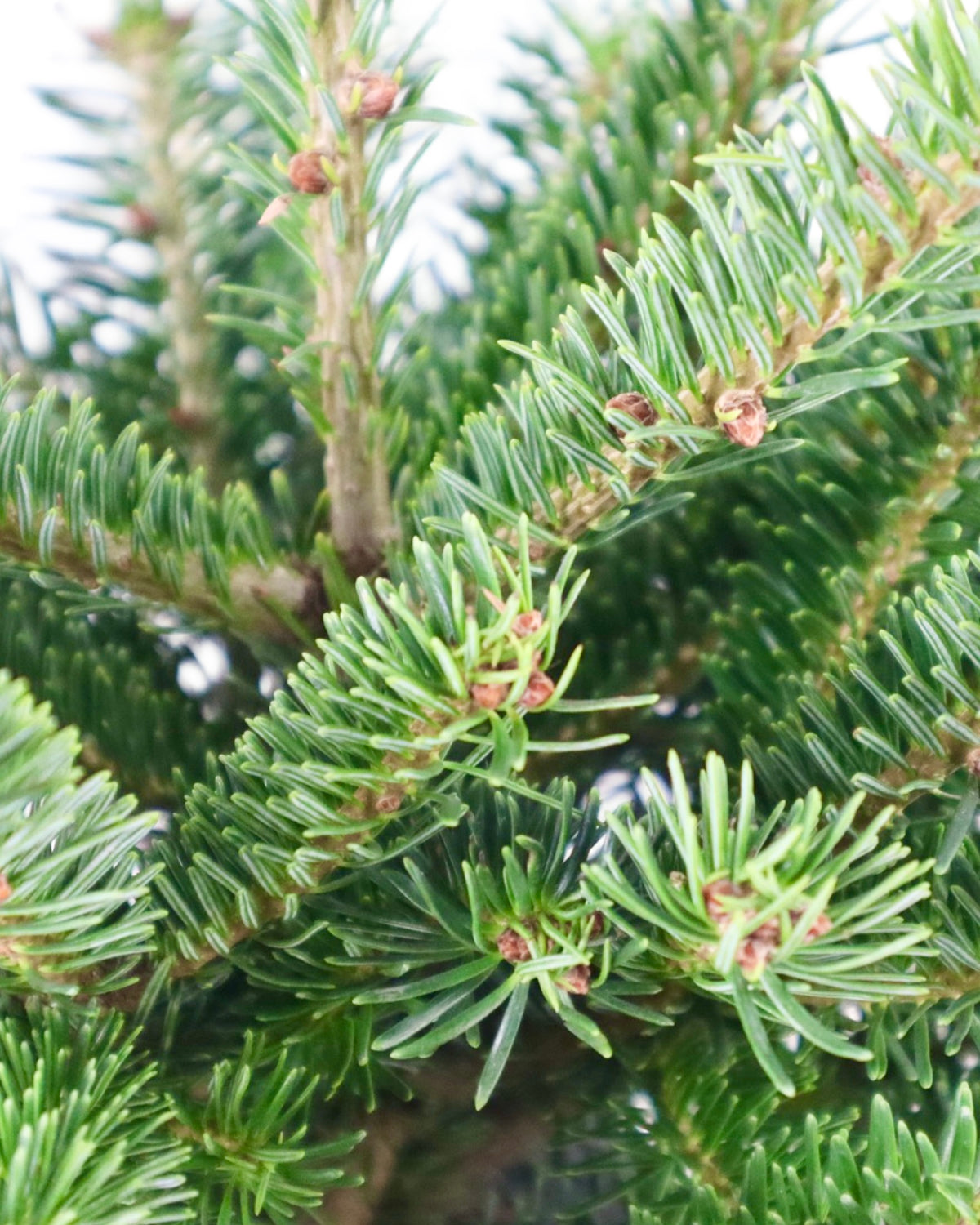 Abies nordmanniana 'Hupp's Perfect Pillar' - Shrubs