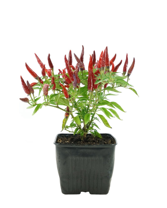 Capsicum annuum 'Sangria' - The Garden Corner