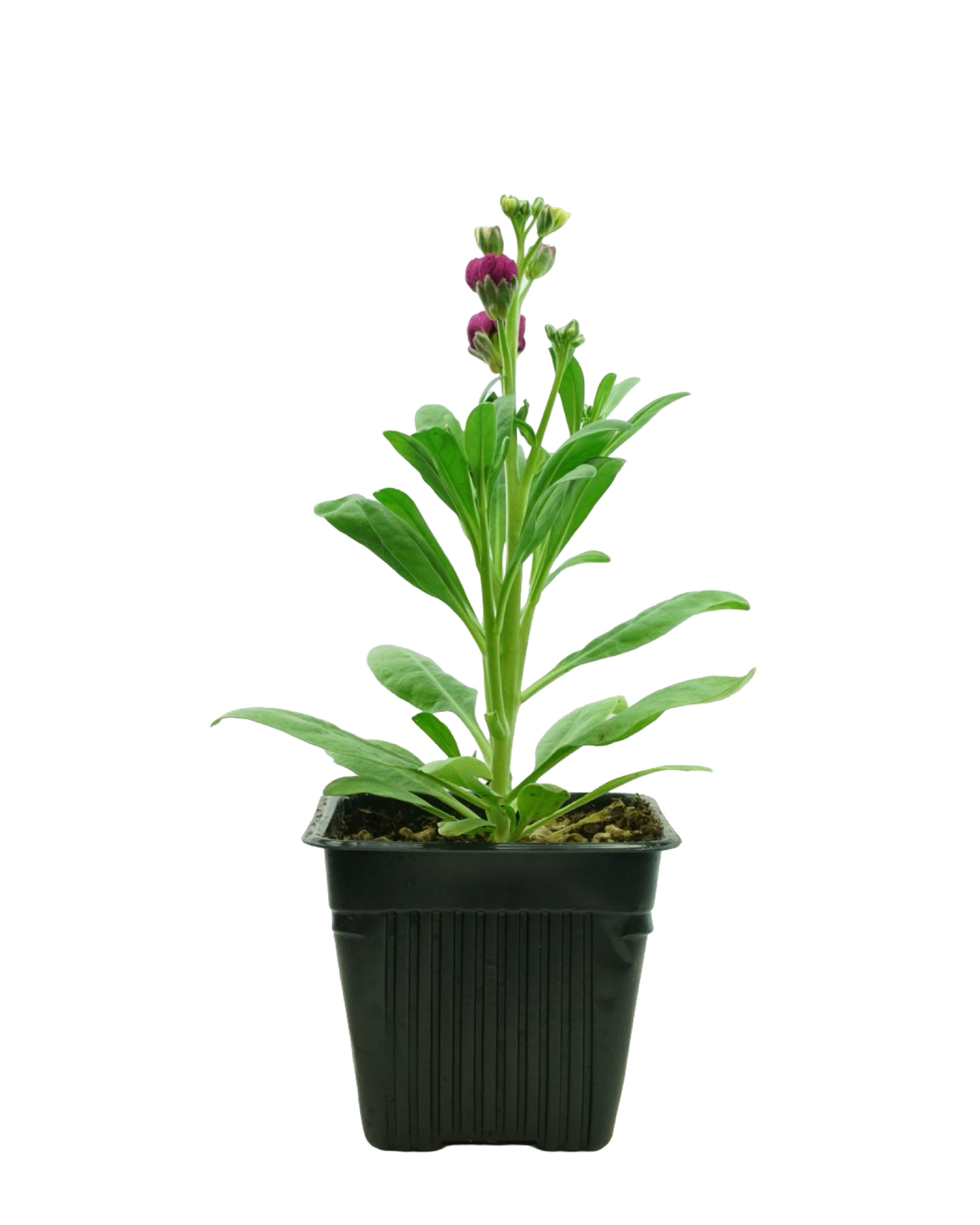 Stock Harmony Mix - Annuals