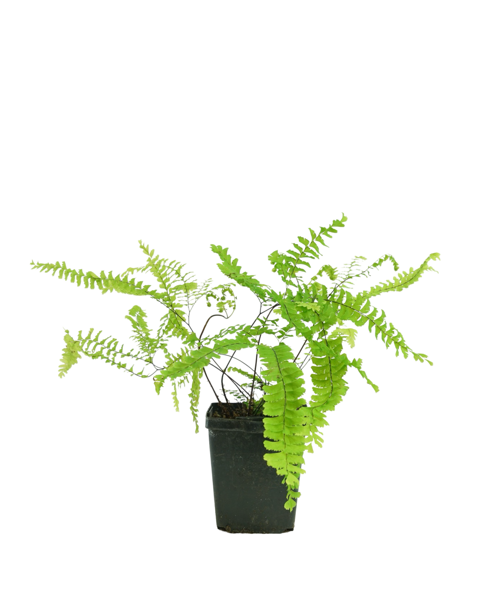 Adiantum aleuticum - Perennials
