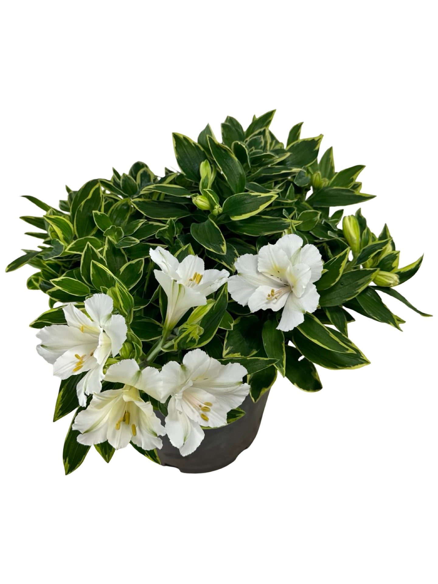 Alstroemeria x claressa - Perennials