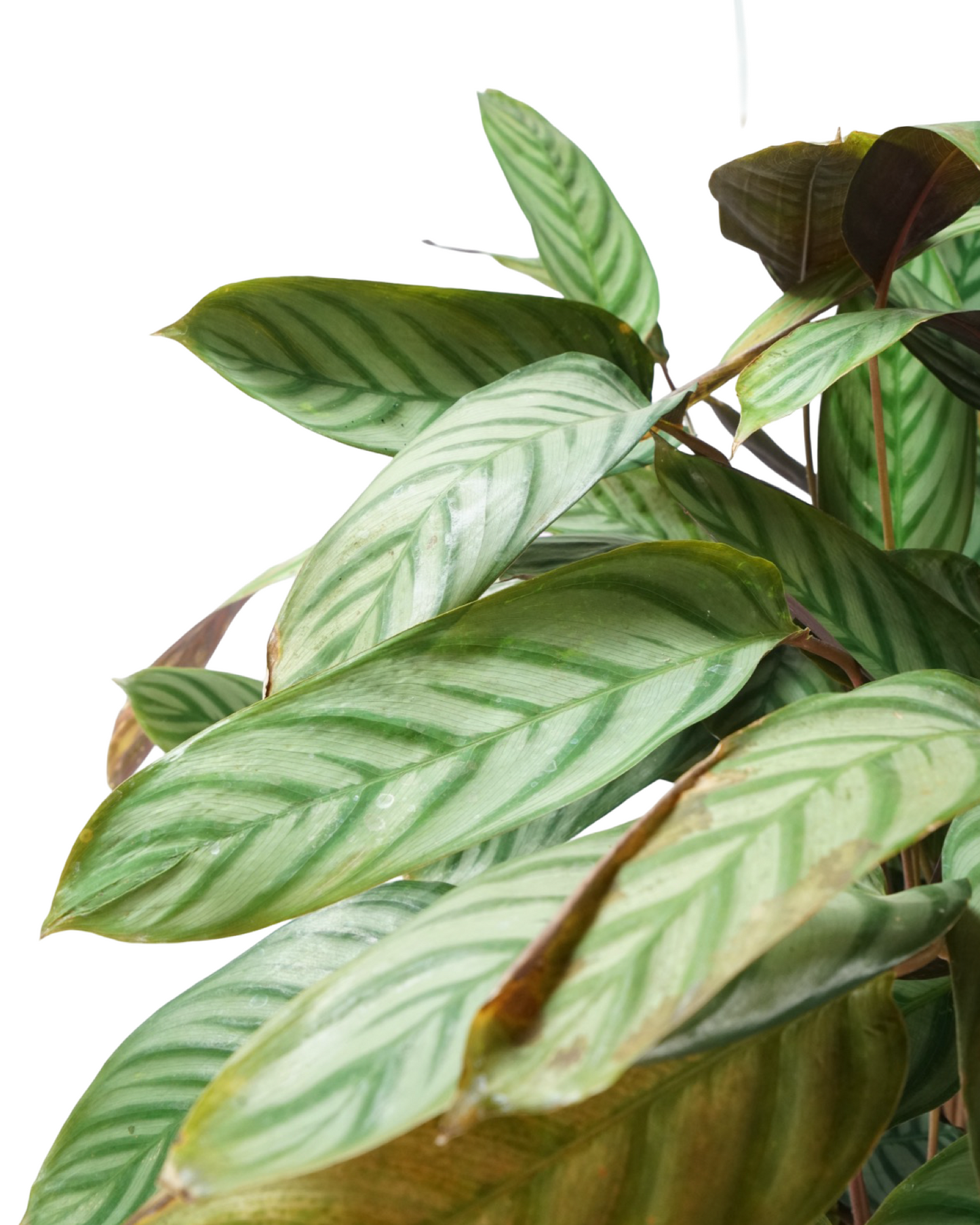 Ctenanthe setosa 3 gallon - House Plants