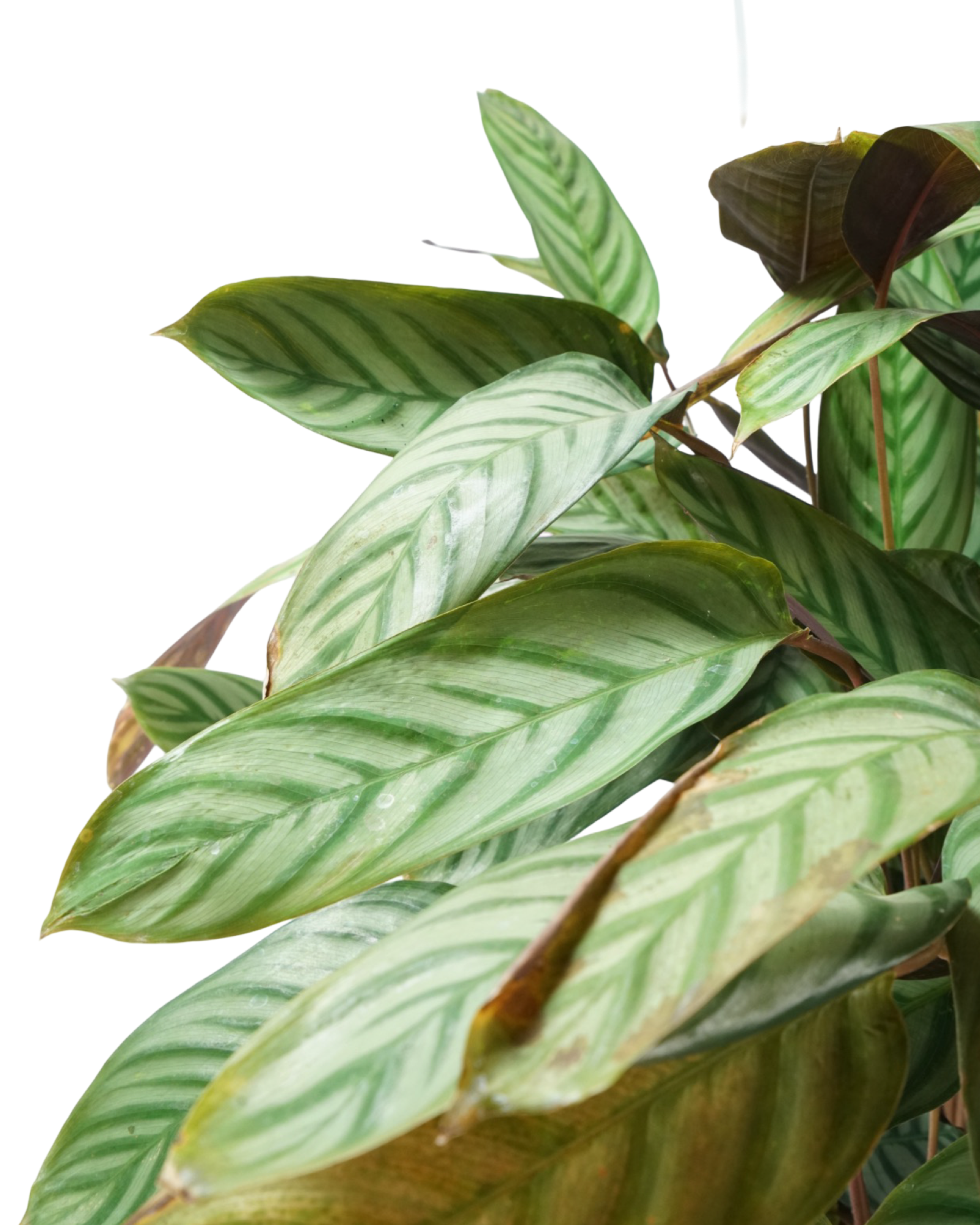 Ctenanthe setosa 3 gallon - House Plants