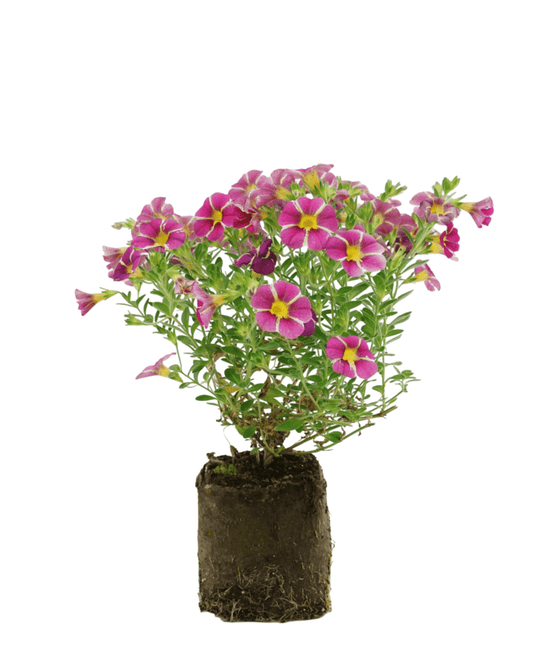Calibrachoa 'Cherry Star' - The Garden Corner