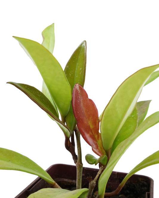Hoya pubicalyx