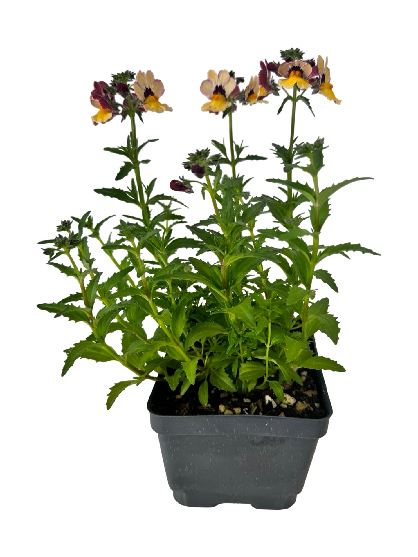 Nemesia nesia 'BananaBerry' - Annuals