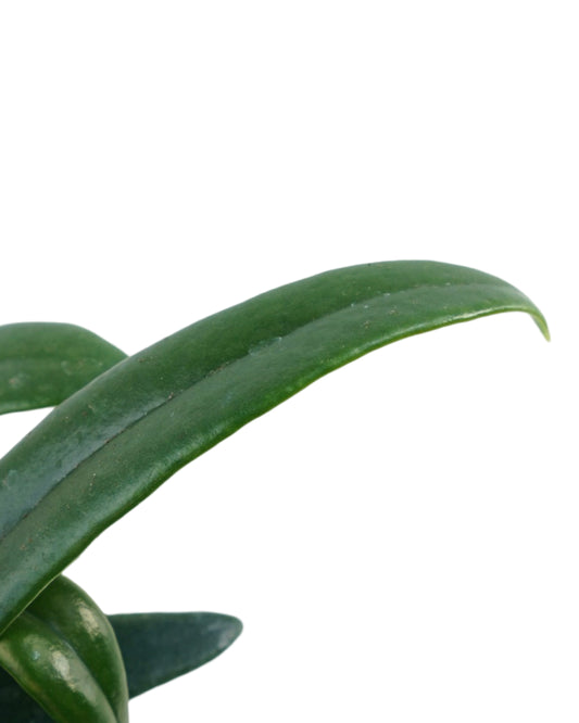 Microsorum thailandicum