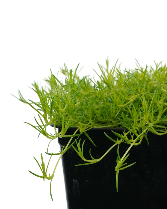 Sagina subulata 'Aurea'