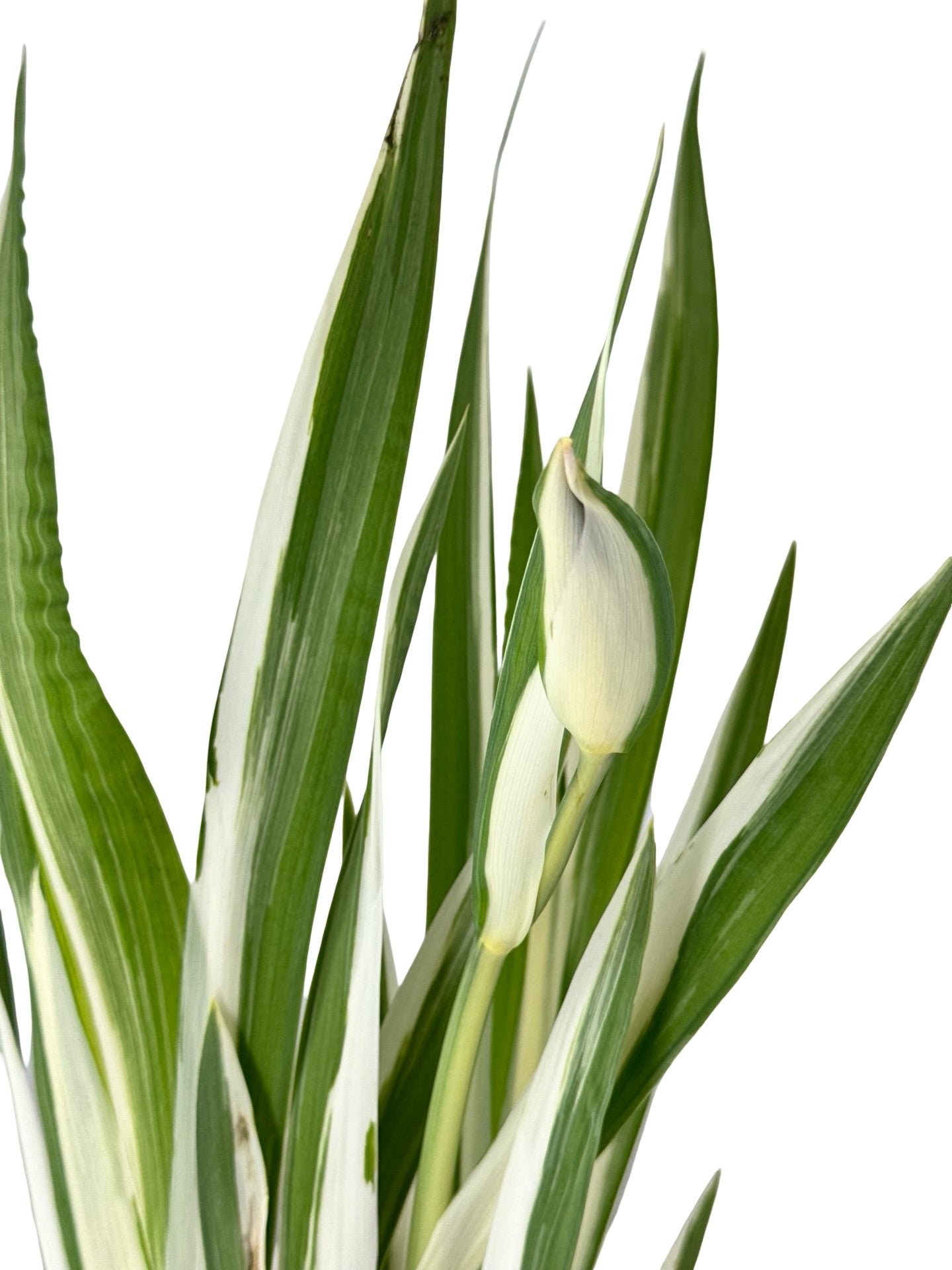 Iris laevigata 'Variegata' - Perennials