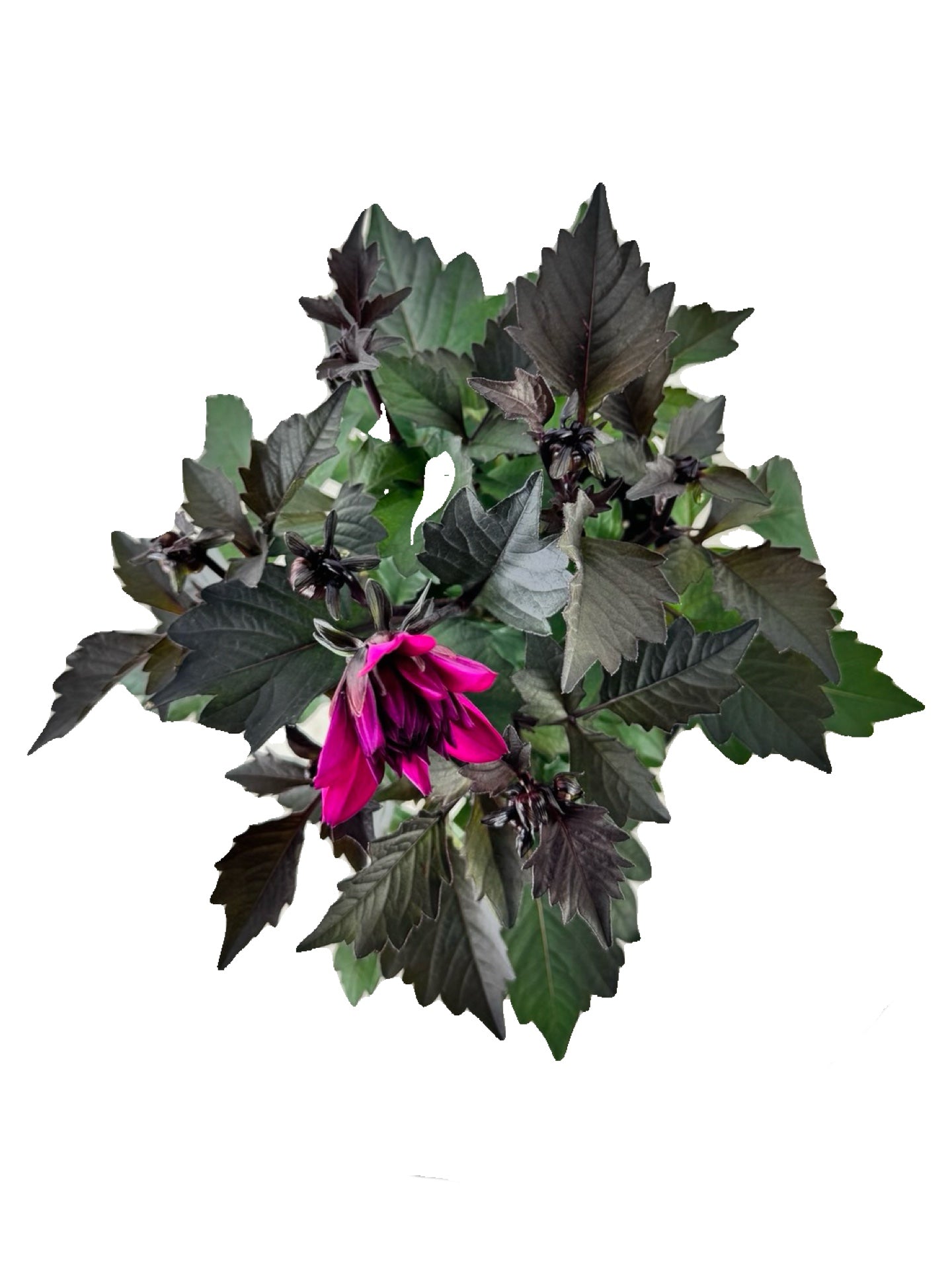 Dahlia 'City Lights™' 'Purple' - Annuals